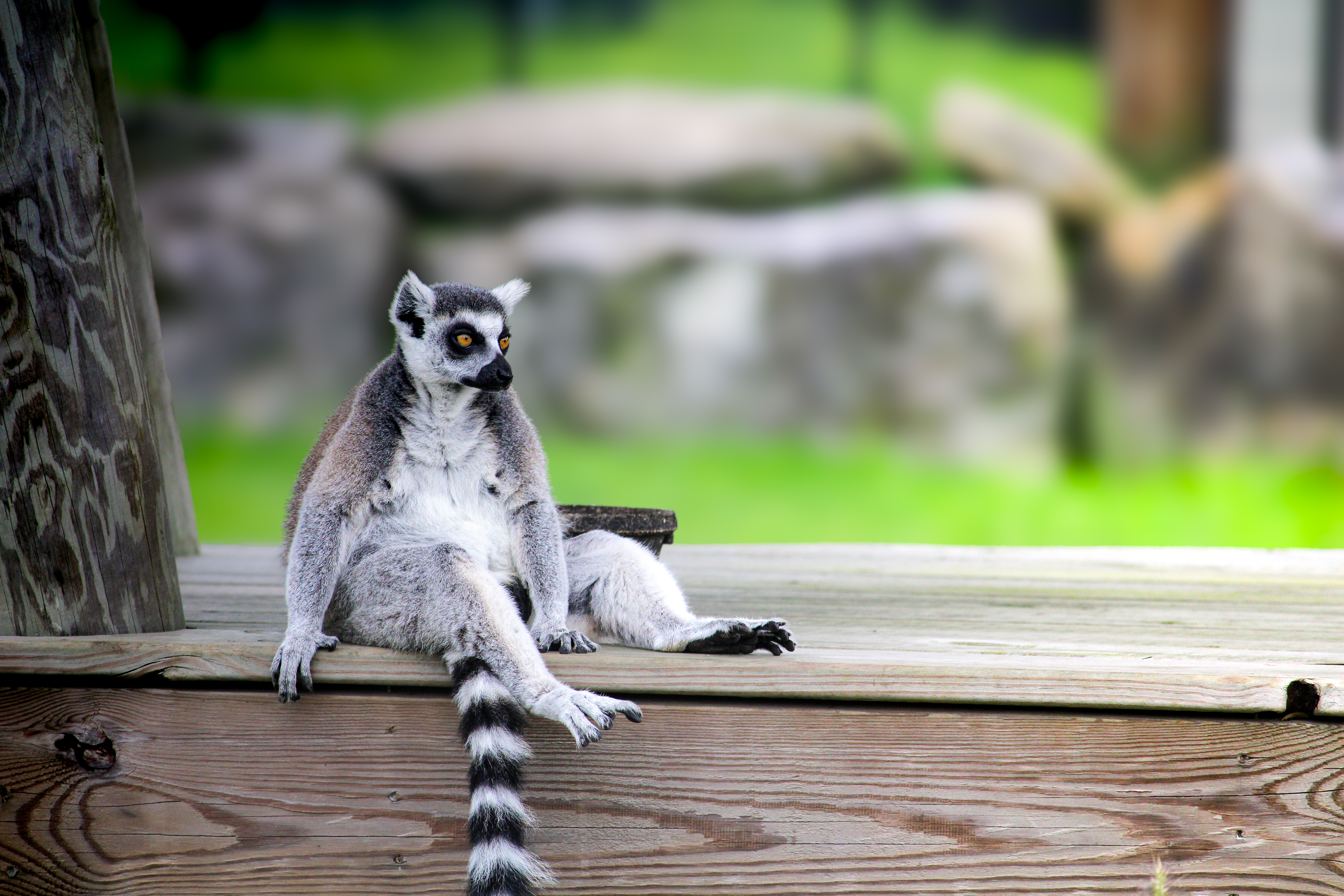 Lemur
