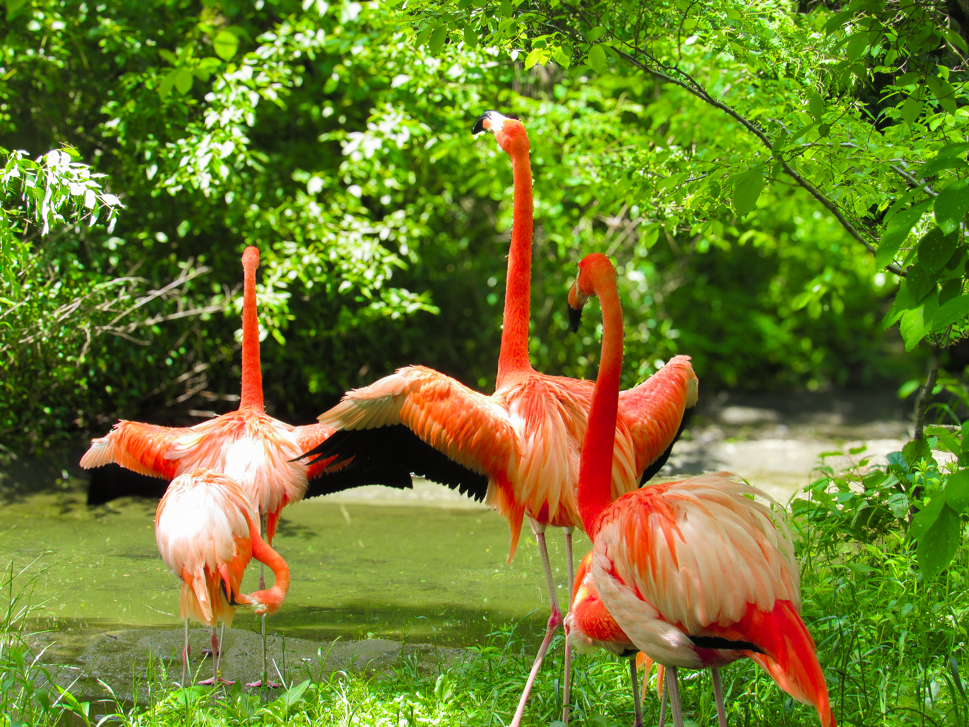 Flamingos