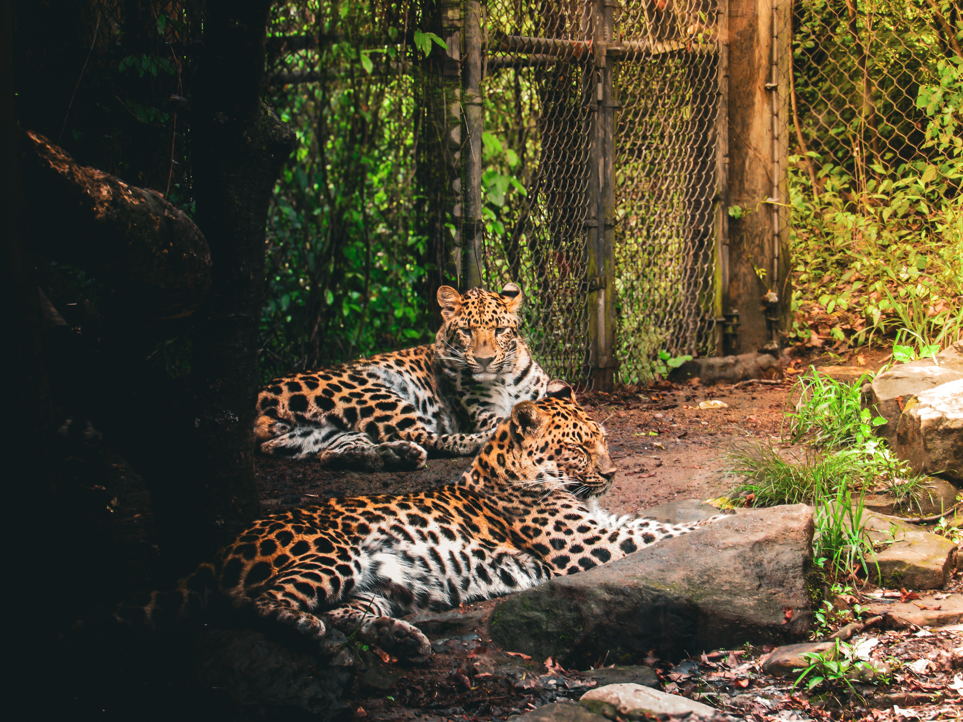 Jaguars