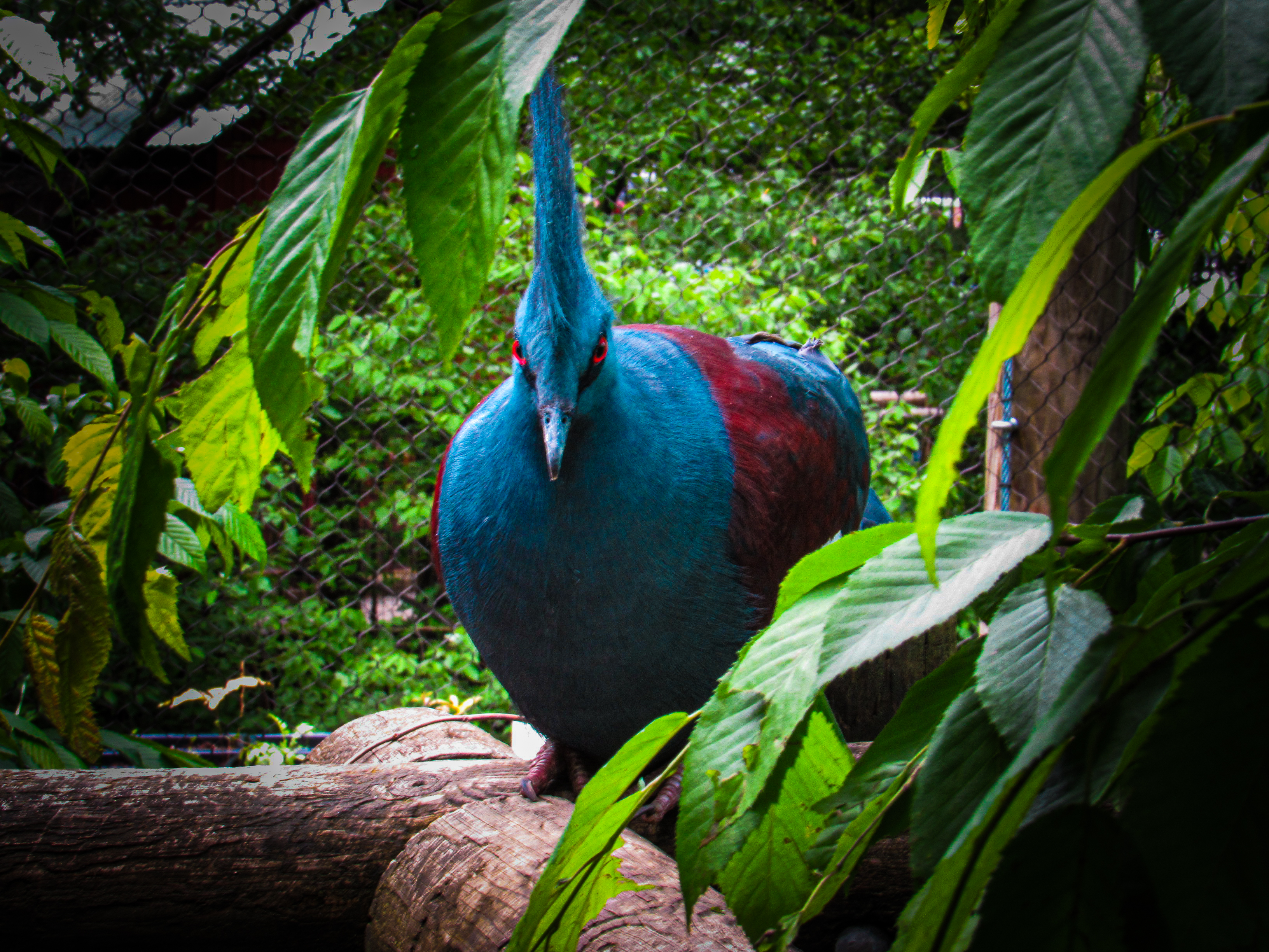 Bird