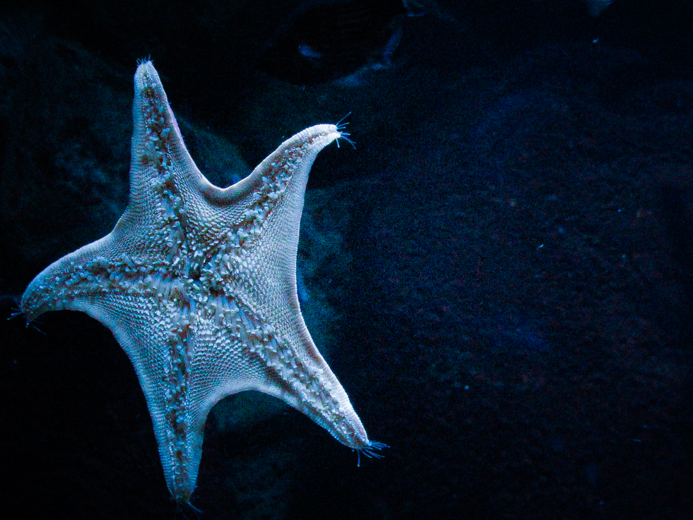 Starfish