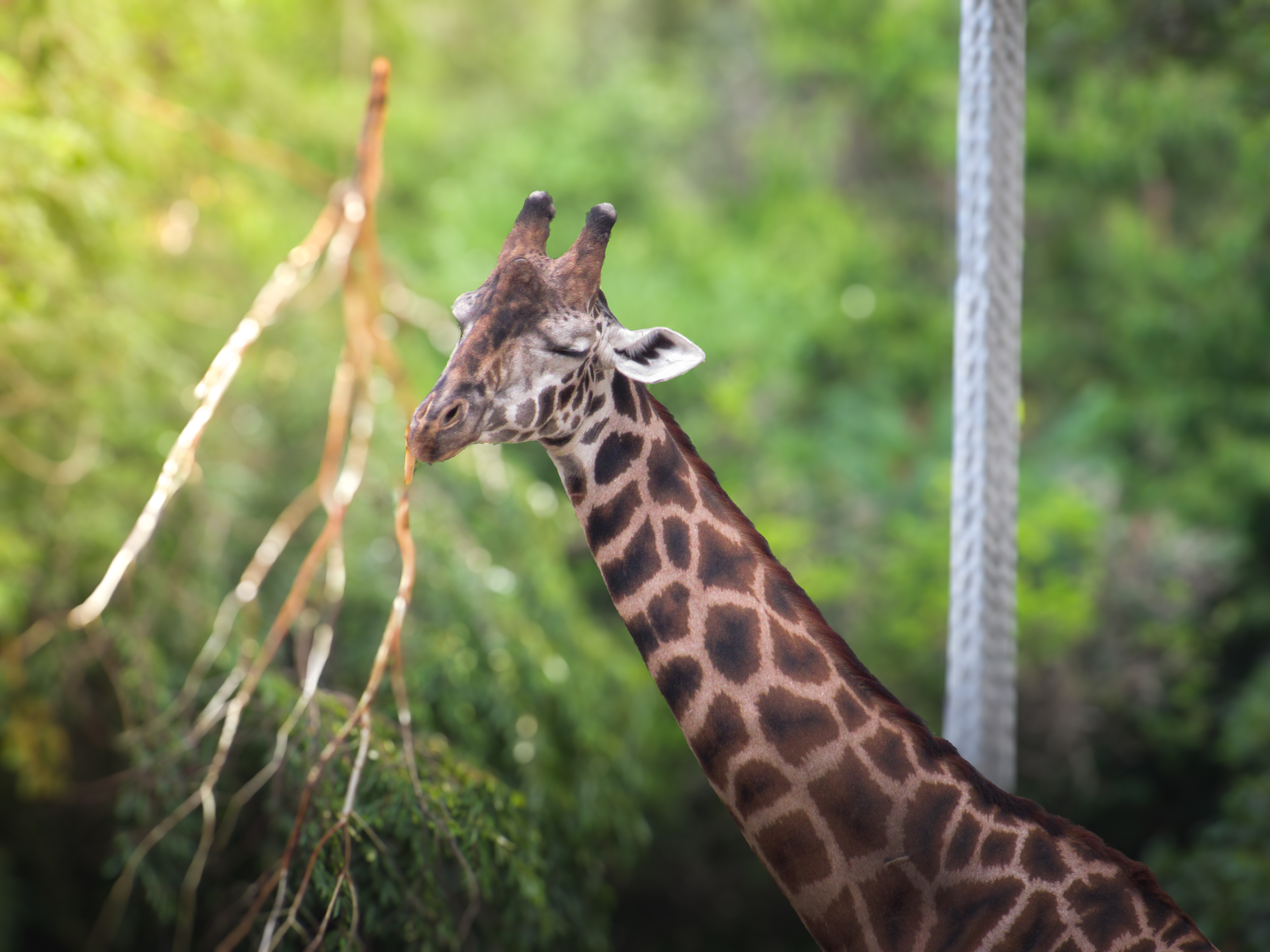 Giraffe