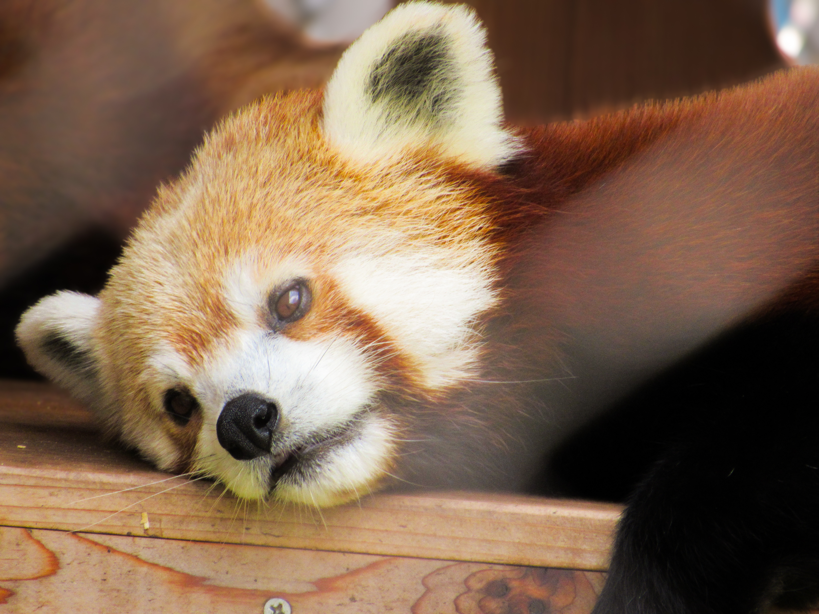 Red Panda
