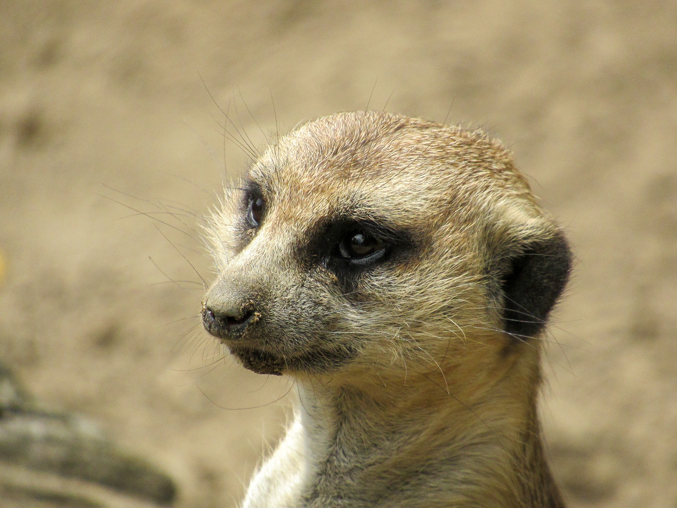 Meerkat