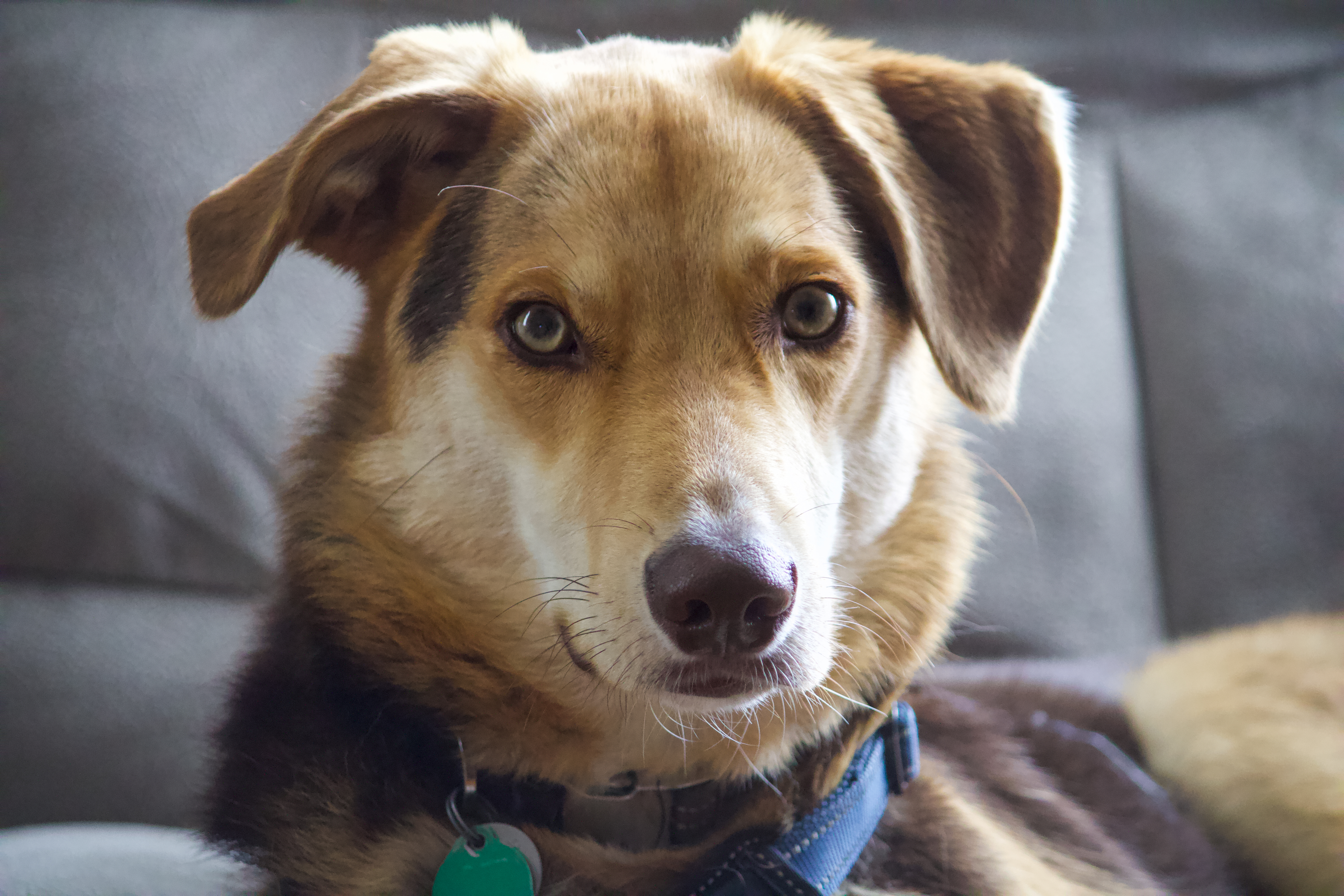 Milo