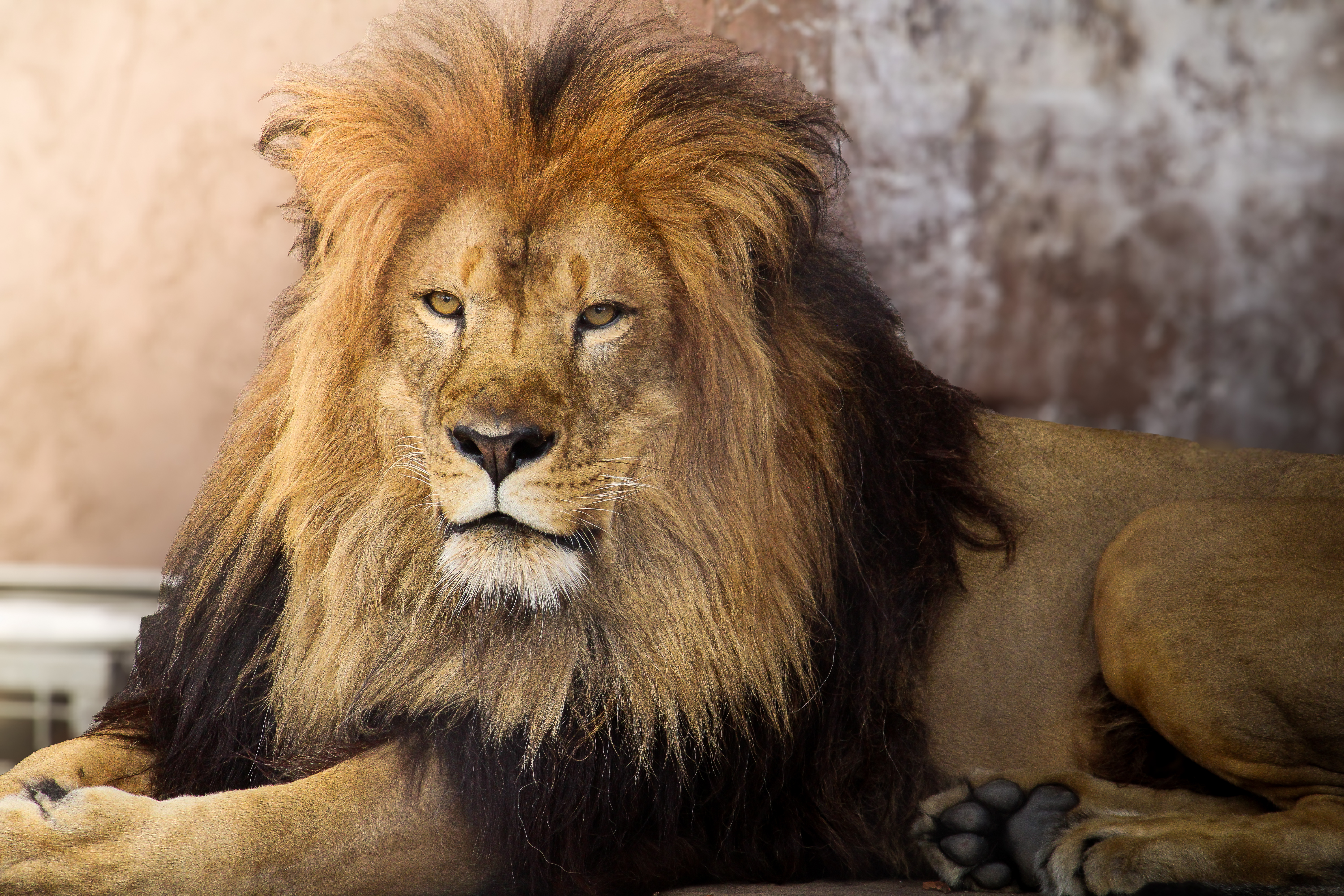 Lion