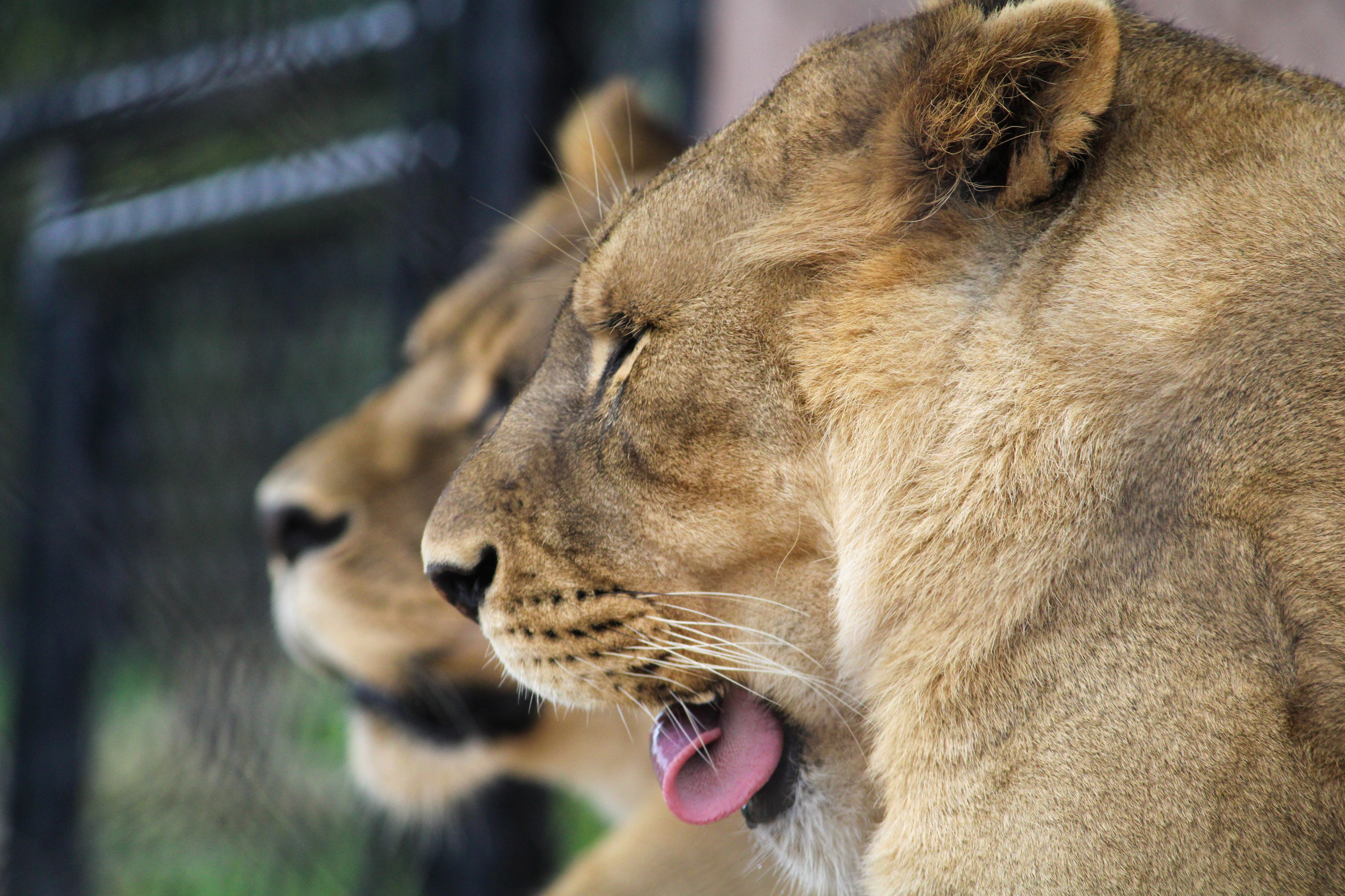 Lions