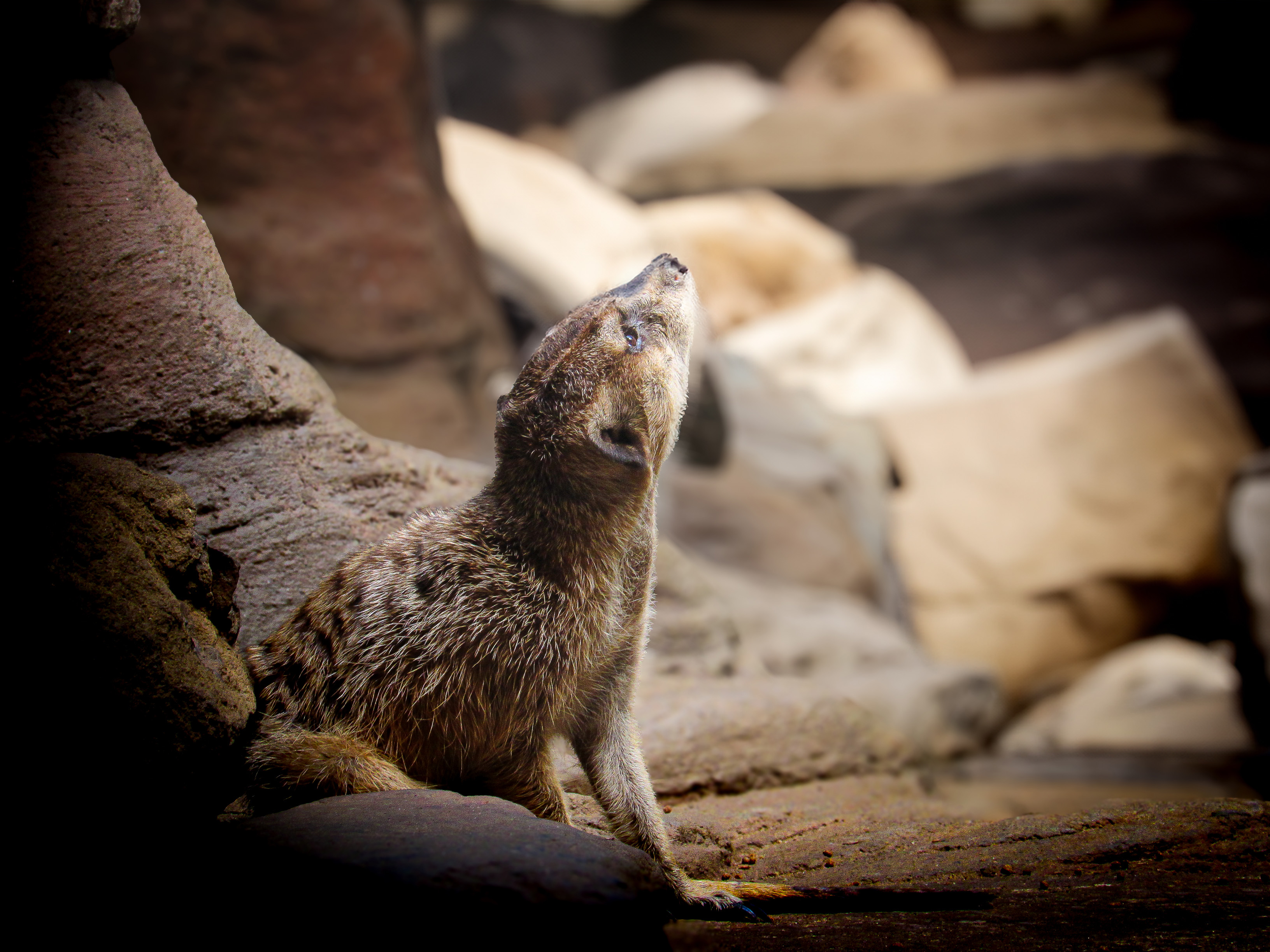 Meerkat