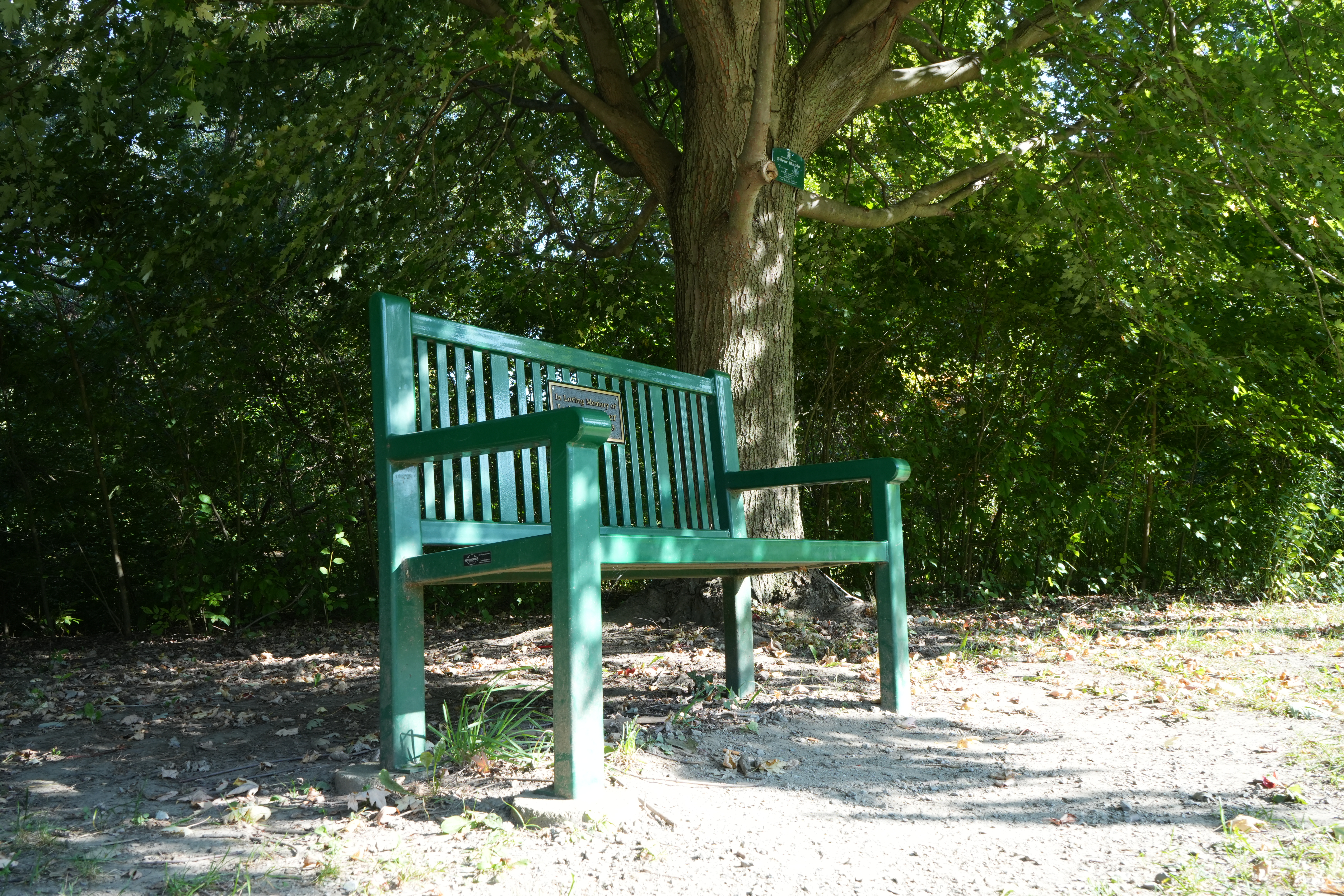 Bench under a tree