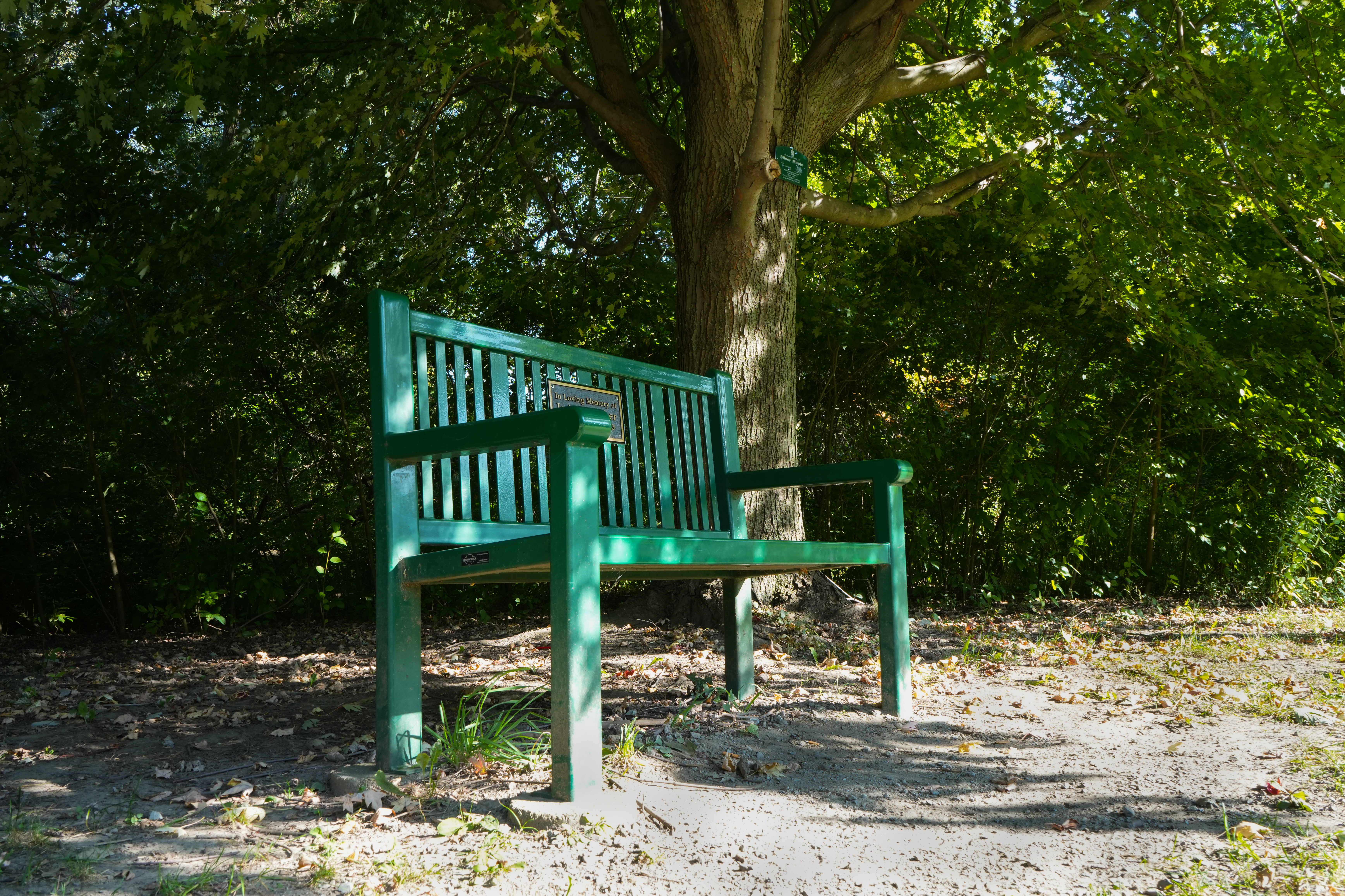 Wooden bench under a large tree surrounded by dappled shade in Frontier Park