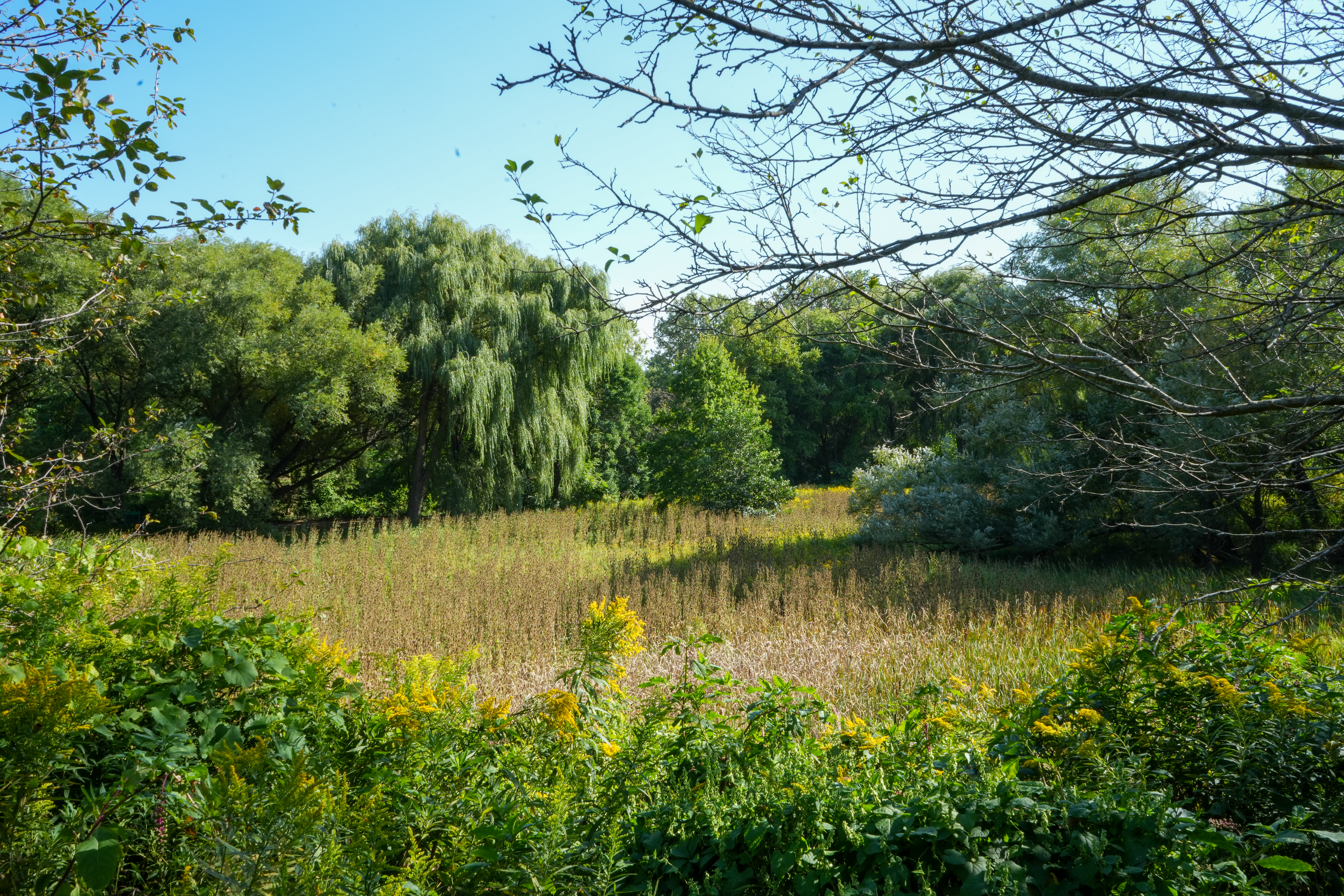 Wide open field with tall grass and trees under soft sunlight in Frontier Park