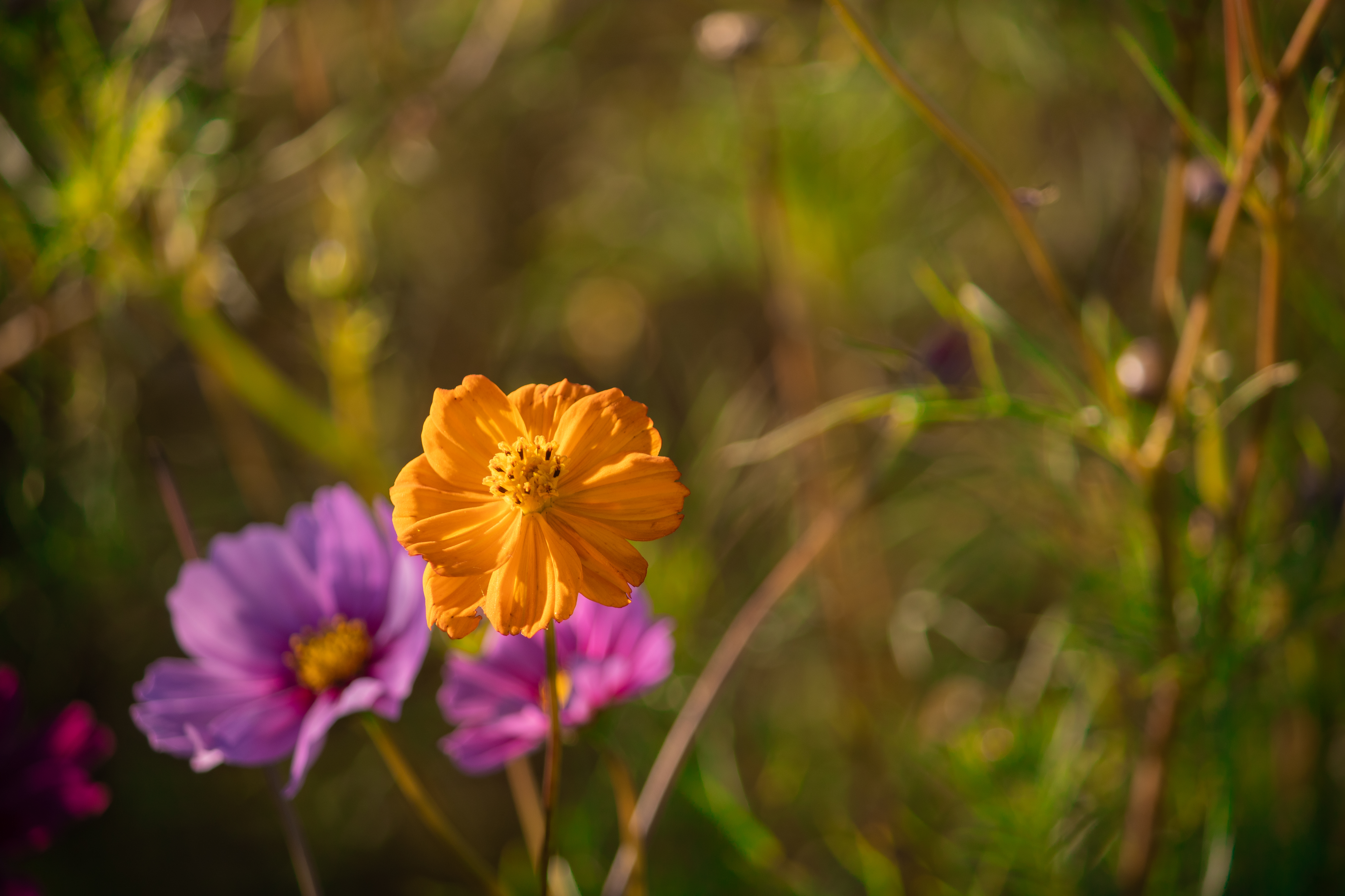 Flower