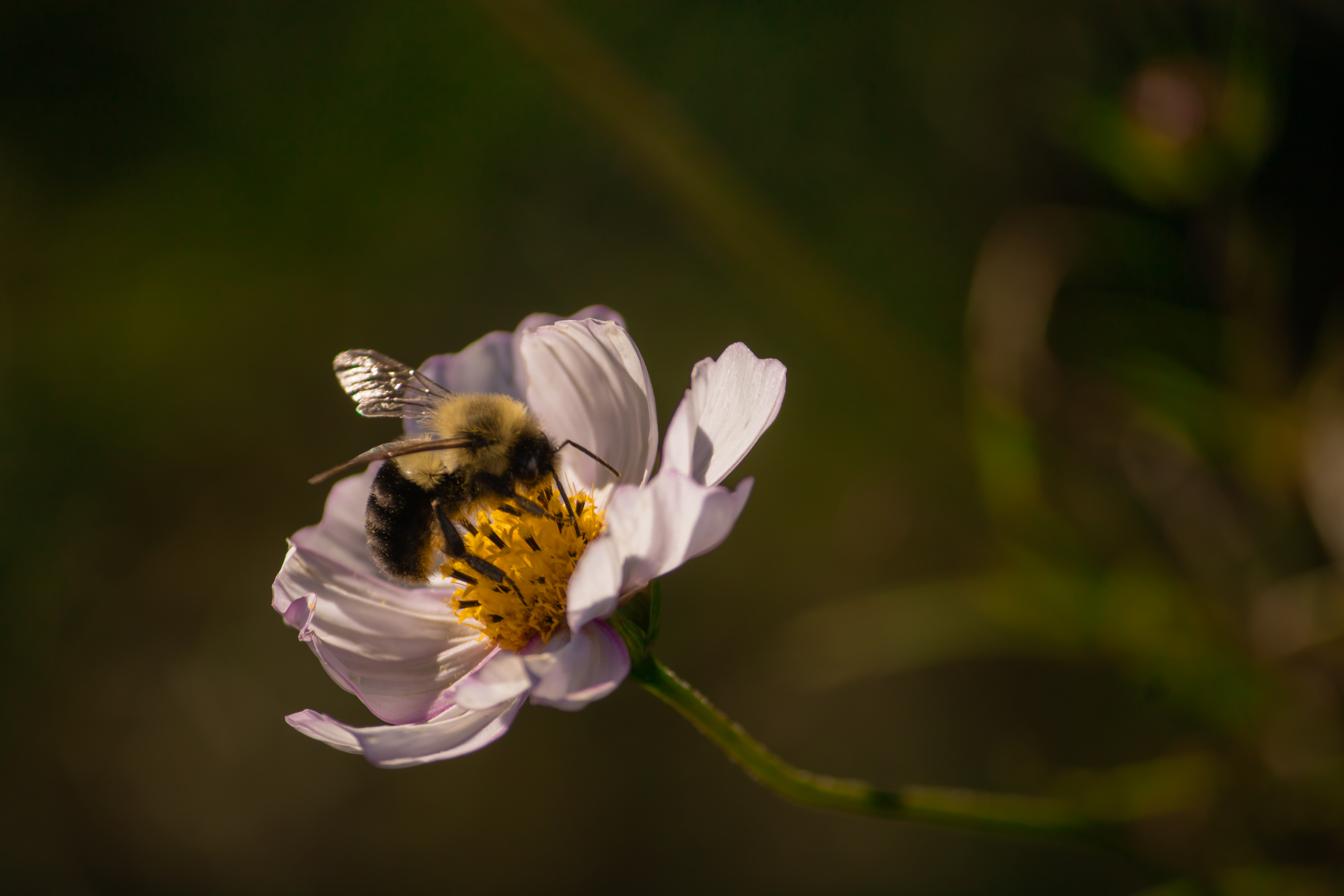 Bee