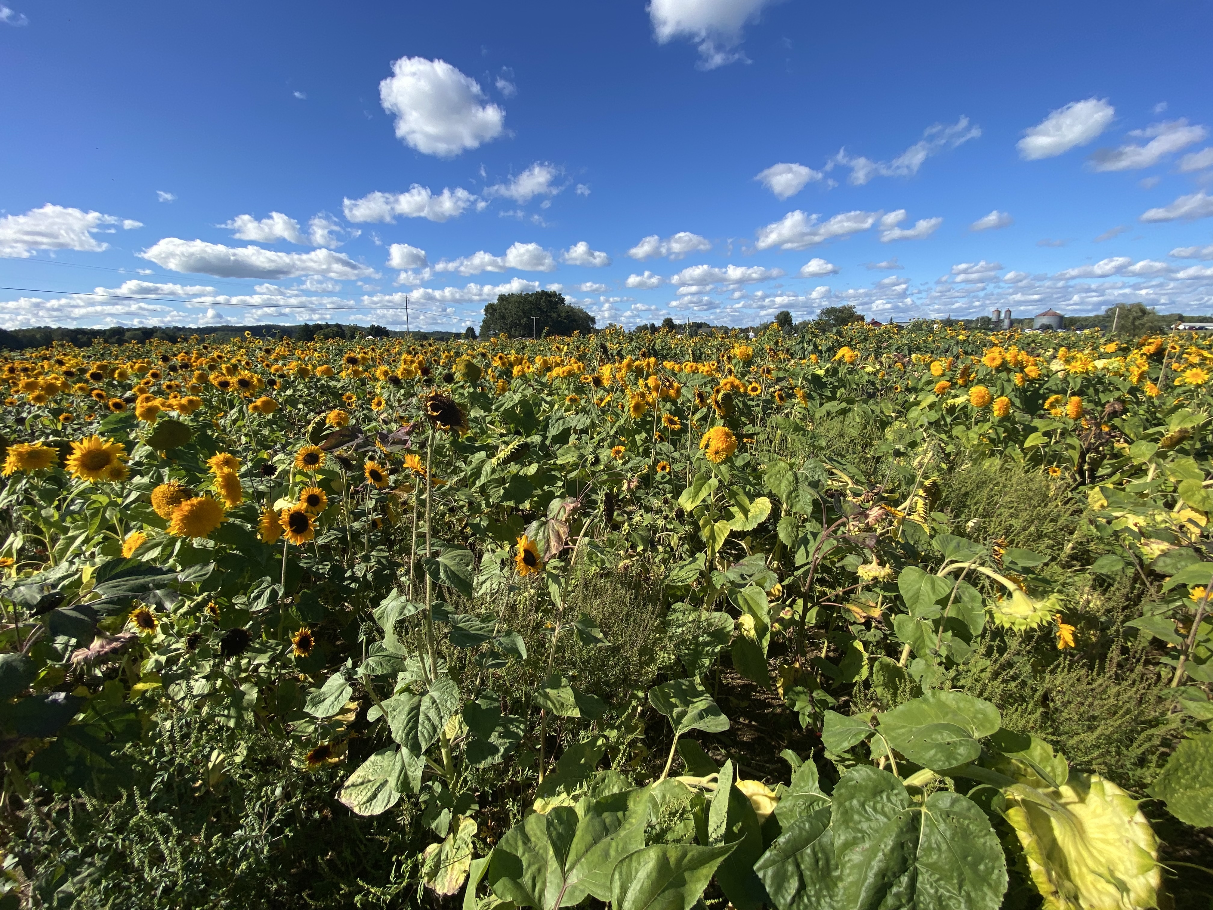 Sunflowers