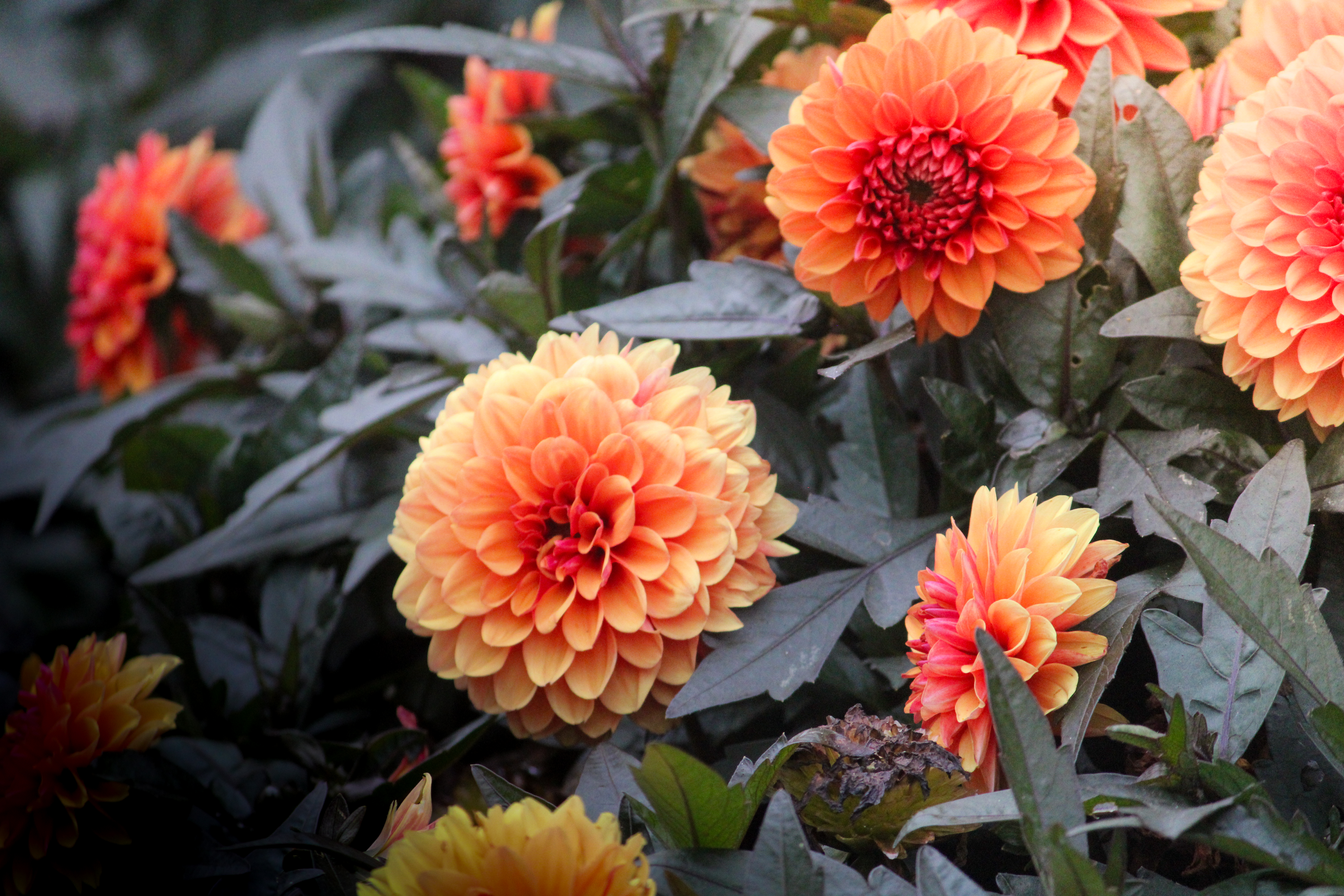 Flowers