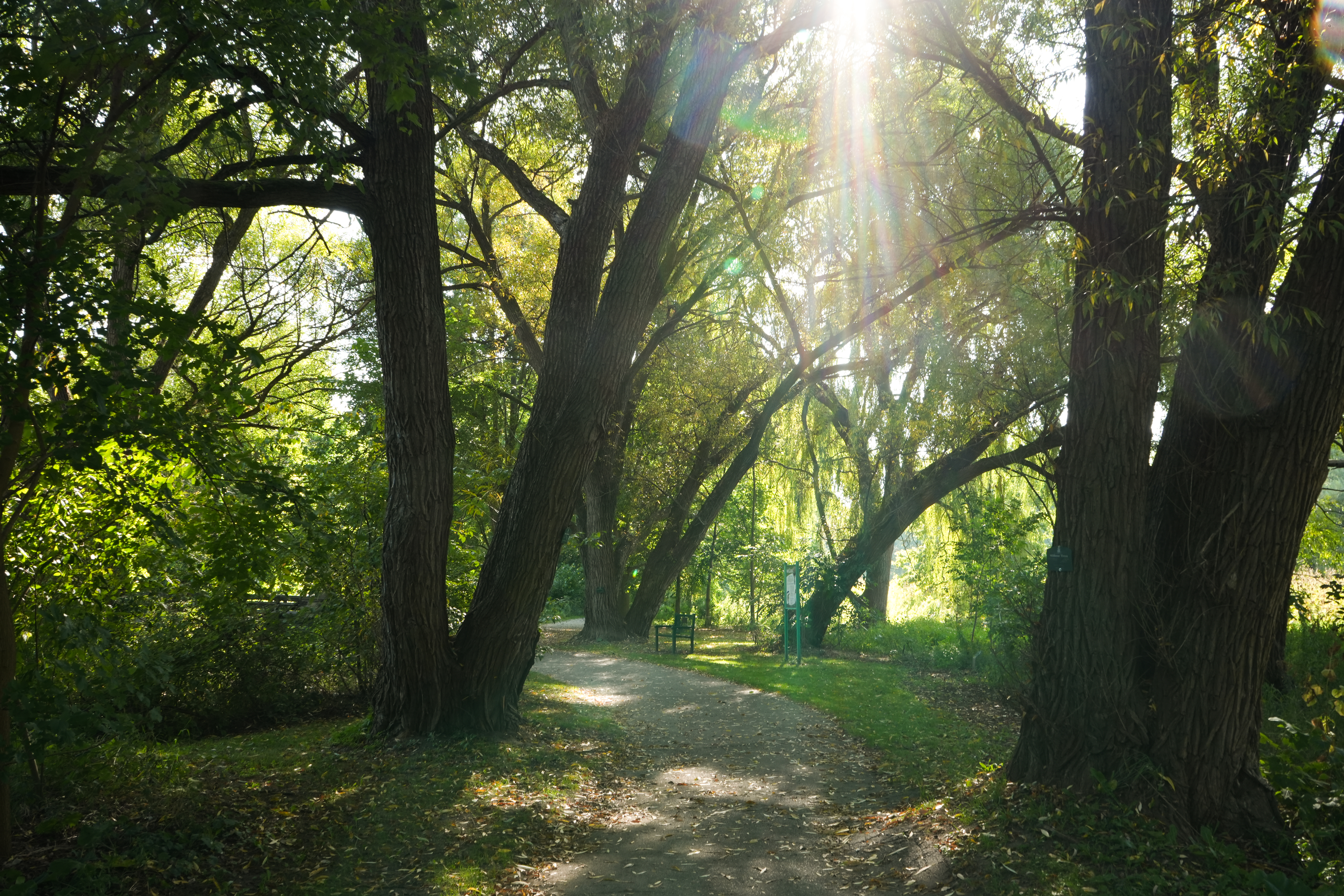 Sunlit Path at Frontier Park