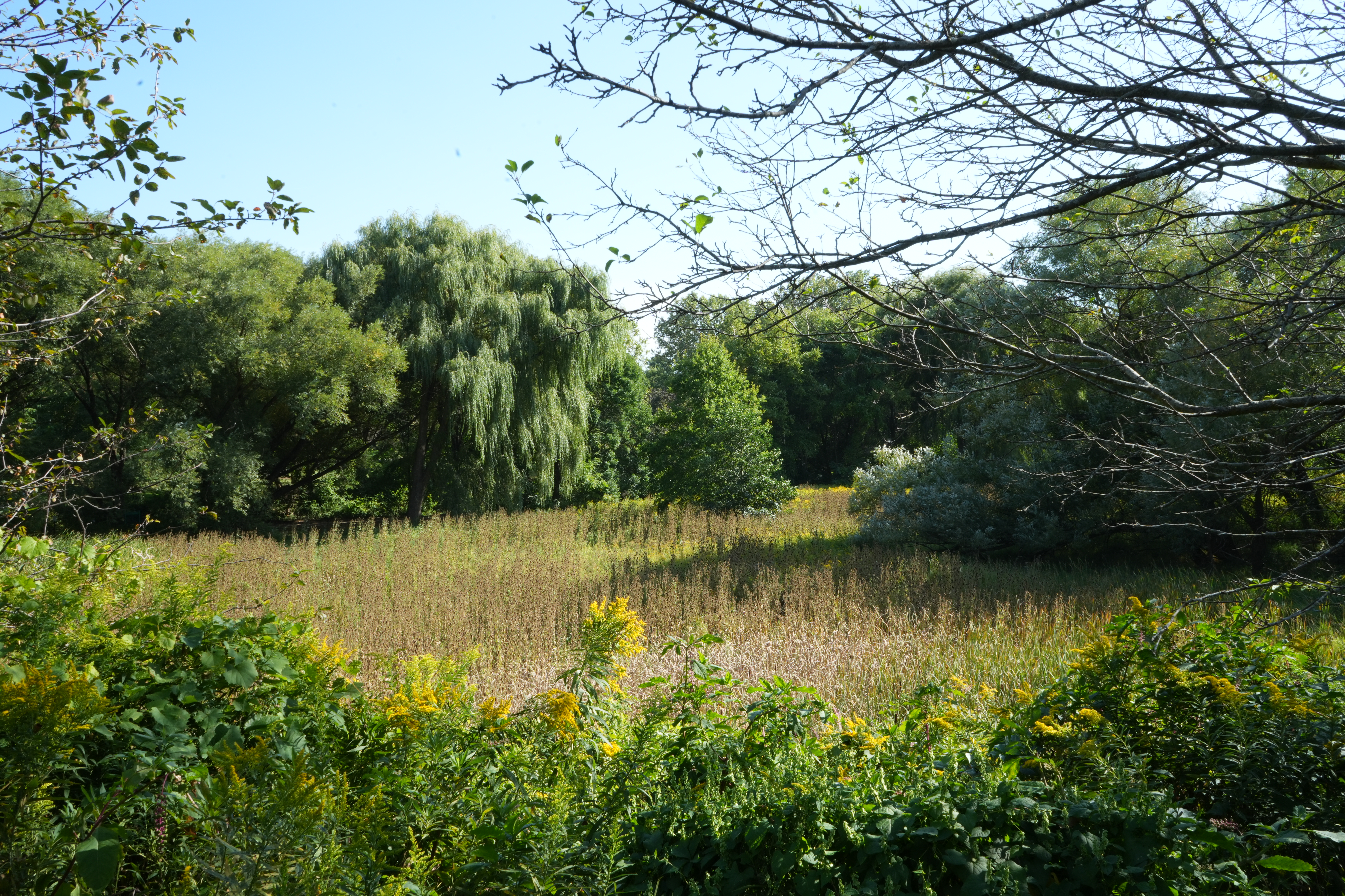 Open pasture in Frontier Park