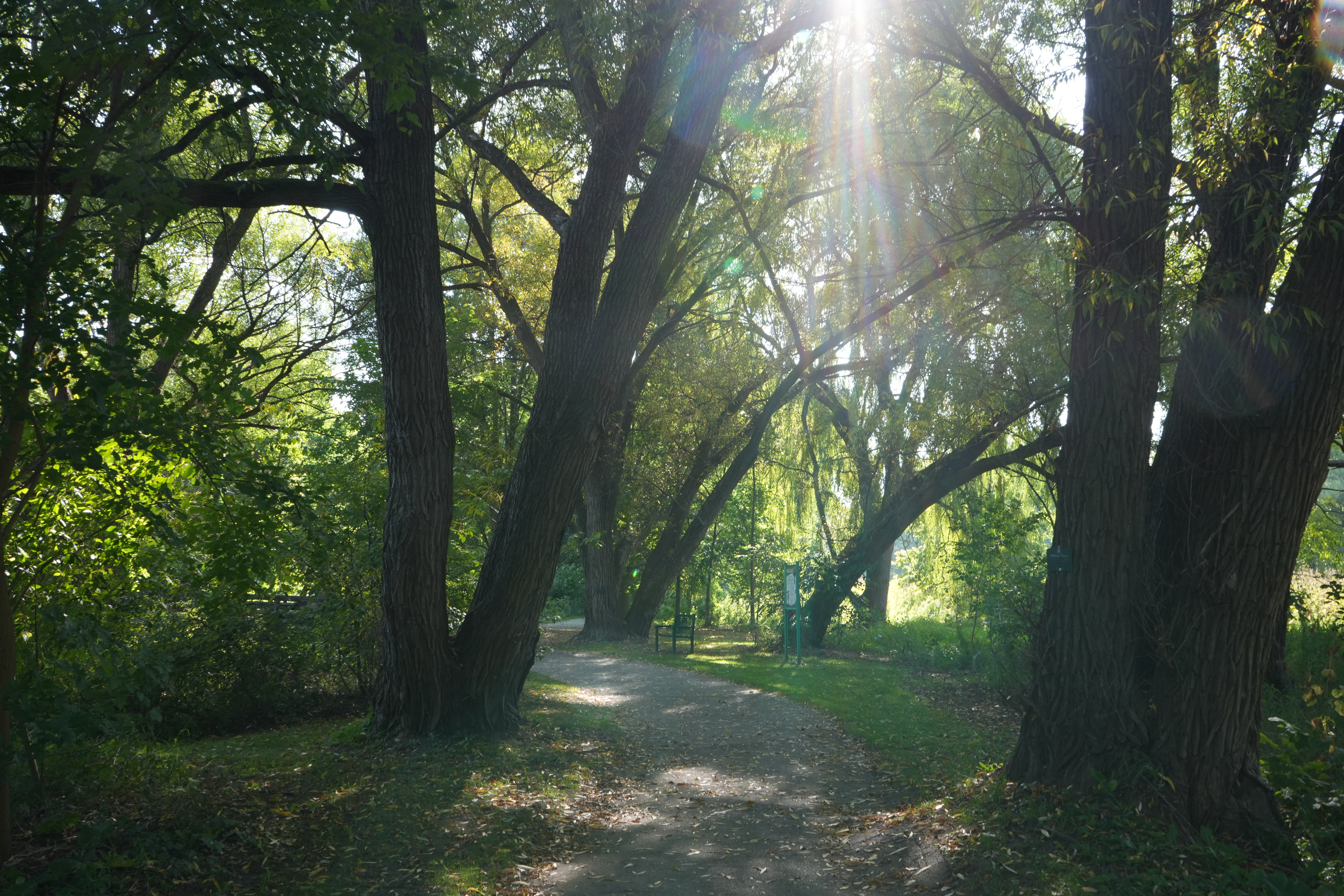 Sunlit path in Frontier Park